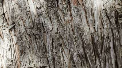 Cracked bark of the old trunk tree in autumn forest at day. Beautiful natural wooden textured background. Detailed dark brown tones of a trees