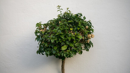 Bougainvillea tree with green leaves circular shape isolated on white background