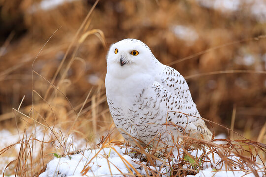 Snowy owl (Bubo scandiacus) sitting on a tree branch.