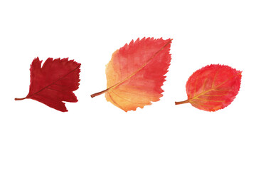 Set of hand drawn watercolor autumn leaves.