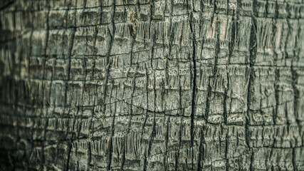Body of oil palm tree. Texture of the trunk of a palm tree for use as background