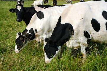 Three Holstein cows two grazing one looking