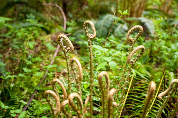 Fototapeta premium Western Sword Fern fiddleheads in North Vancouver