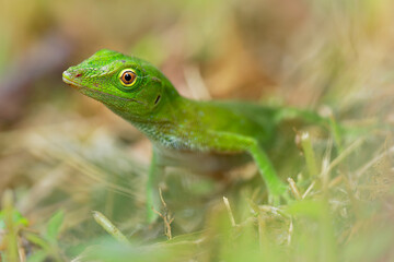 Anolis biporcatus - neotropical green anole or giant green anole, species of lizard, reptile found in forests in Mexico, Central America, Colombia and Venezuela