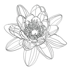 sketch of a lotus, black and white line illustration of lotus flowers on a white background