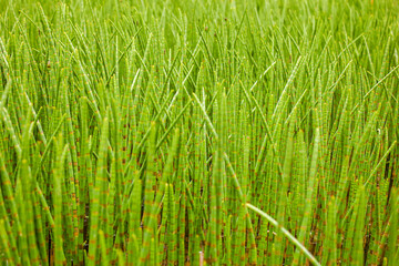 juicy dense green marsh grass, bamboo, asparagus, stems