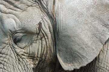 Fototapeta premium Close up of eye and ear of an African elephant