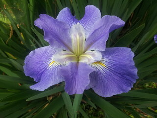Louisiana Iris centered, blue