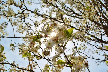 spring blossoms