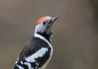 Portrait of a mottled woodpecker on a blurry brown background, which looks up with a turn of the head