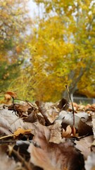 Autumn in the forest. Fallen autumn leaves on yellow wood background