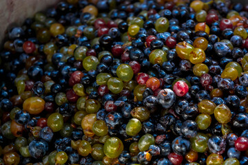 Harvesting grapes