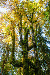 autumn in the forest with moss