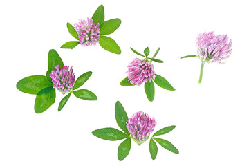 Beautiful forest clover flowers with leaves isolated on a white background, top view. Trefoil flowers. Medicinal herb.