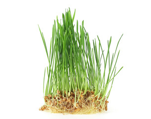 Germs of young wheat isolated on a white background. Wheat sprouting. Fresh wheat grass.