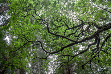 Fototapeta premium branches of a tree