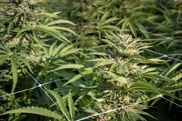 Strain of Cannabis Plants growing in a Garden