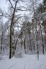 A twilight scene in a winter wood where the trunks and branches of trees are covered with fluffy snow. Forest path with traces on the newly-fallen snow 