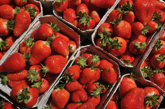 Strawberries in a  cardboard cup _ Erbeeren in einer Pappschale