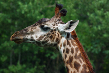 Close up of a giraffe head against a green forest