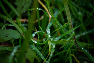 Large drops of evening dew on the grass