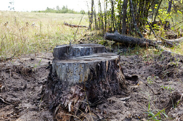 Fototapeta na wymiar Tree stump after deforestation