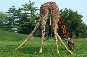Giraffe with splayed legs grazing on grass