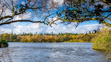 The shoreline of a lake during autumn
