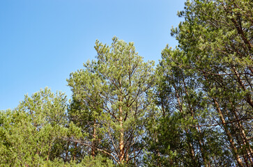 Pine trees against a blue sky with clouds on a sunny day