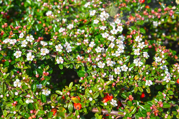 Blooming cotoneaster Dammer (Cotoneaster dammeri C.K.Schneid.) - 397897778