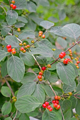 Common honeysuckle (Lonicera xylosteum L.). Berries on branches (wolf berries)