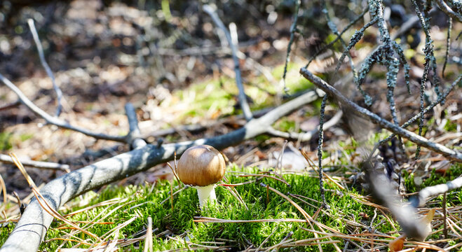 Toxic and hallucinogen mushroom in moss on autumn forest background