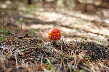 Toxic and hallucinogen mushroom Fly Agaric in needles and leaves on autumn forest background