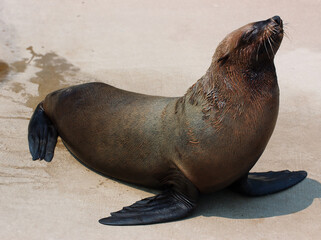 Naklejka premium Eared Seal or Sea Lion sunning on concrete