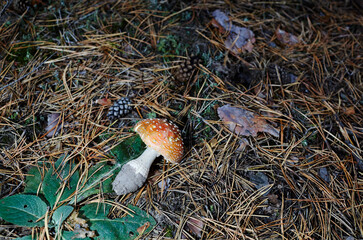 Toxic and hallucinogen mushroom Fly Agaric in needles and leaves on autumn forest background