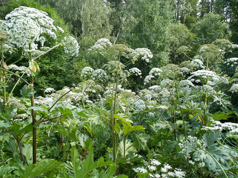 Thickets of Sosnovsky hogweed in the park