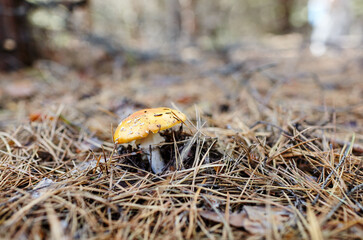 Toxic and hallucinogen mushroom Fly Agaric in needles and leaves on autumn forest background