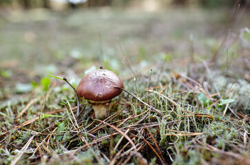 Wild mushrooms in autumn forest