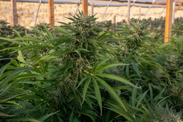 Strain of Cannabis Plants growing in a Garden