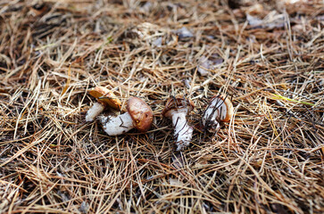 Wild mushrooms in autumn forest