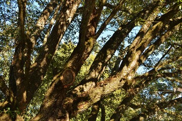 tree branches