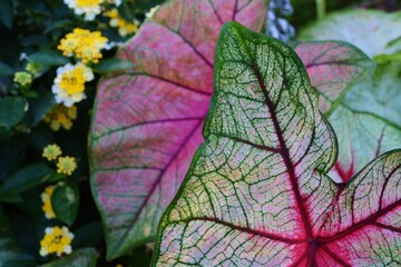 purple, green elephant ears in garden