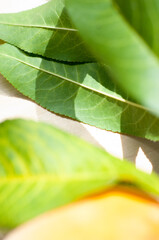 Peach leaf closeup
