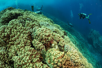 Scuba divers deep underwater swimming over large coral reef