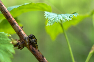 insects on a tree branch in the forest