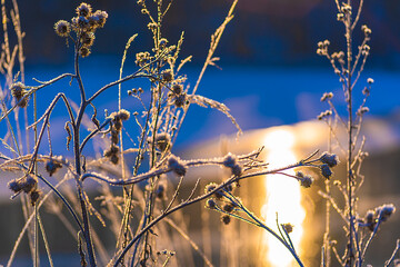 grass and sky