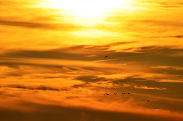 Sea gulls flying in golden sunset sky, photo