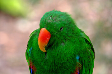 green winged macaw