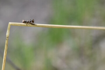 insects on a tree branch in the forest