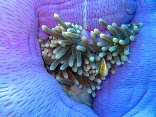 close up of a anemone